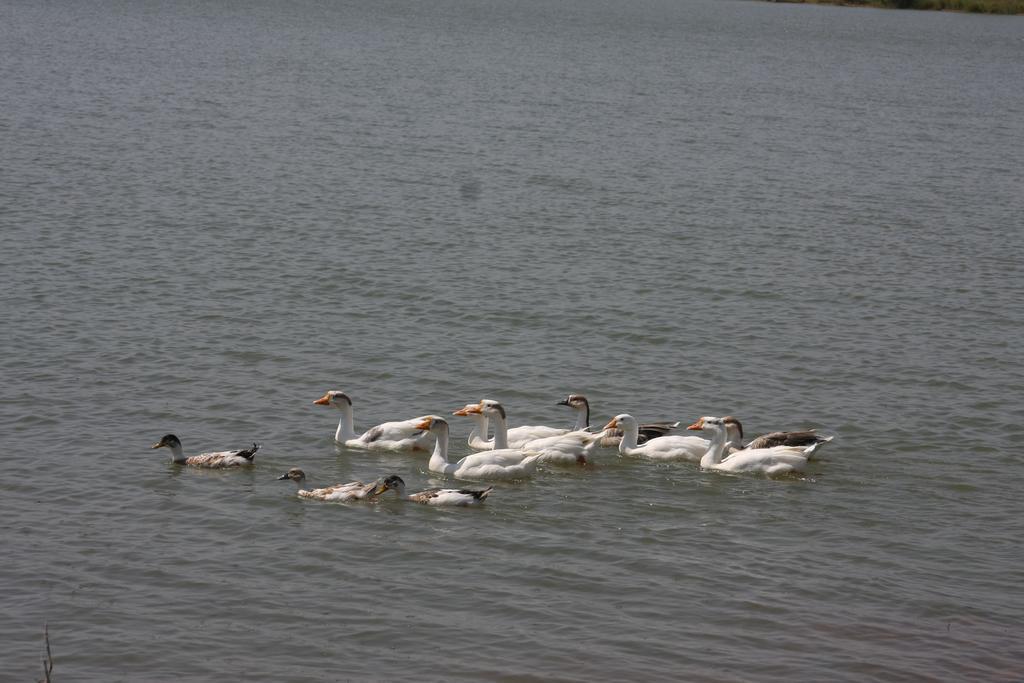 Juesta Lake Nahargarh Palace, Chittorgarh Parsoli Екстер'єр фото